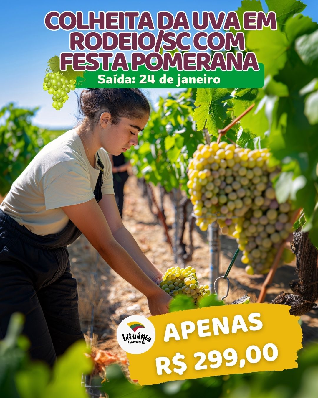 Colheita da Uva em Rodeio – SC | Festa Pomerana